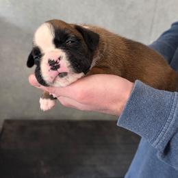 Girl 4 - Fawn female Boxer puppy in Thompson, Pennsylvania from Moonlitboxers