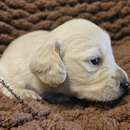 Timmy - Cream male Dachshund puppy in Ovett, Mississippi from Anytime Dachshunds by D.B.