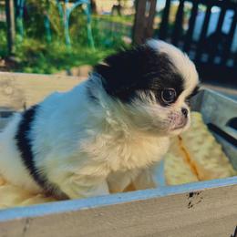 Fluffernutters - Black and white female Japanese Chin puppy in Vernon, Connecticut from Chin Babies