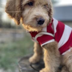 Aussiedoodle, Poodle, and Saint Berdoodle Puppies from Remington Kennels, LLC