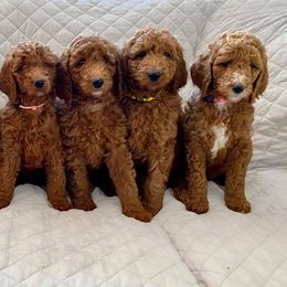 Goldendoodles from Razzle Dazzle Doodles TN