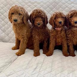 Goldendoodles from Razzle Dazzle Doodles TN