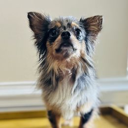 Merlin - Chihuahua