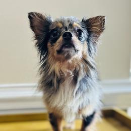 Merlin - Chihuahua