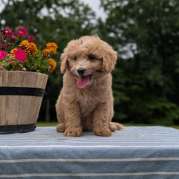 Boomer - Brown male Bernedoodle puppy in Mc Ewen, Tennessee from Spencer's "lil" Cavapoos & Bernedoodles