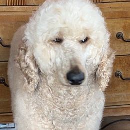 Poodles from Deng Poodles