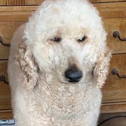 Poodles from Deng Poodles