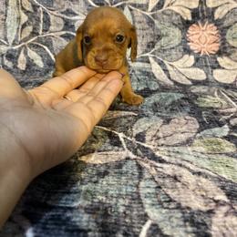 Pearl - Red female Dachshund puppy in Magnolia, Texas from Carrie’s Countryside Dachshunds