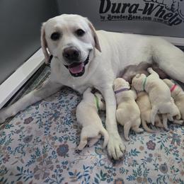 Labrador Retriever Puppies from Samantha Stasik