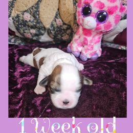 Cavatzu Puppies from Pulley Puppies