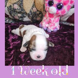 Cavatzu Puppies from Pulley Puppies