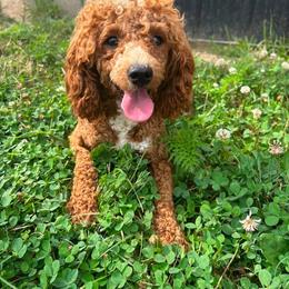 Romeo - Poodle