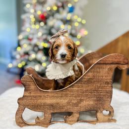 Sarabi - Red  female Goldendoodle puppy in Sulphur, Louisiana from Curly Q’s Of Carlyss