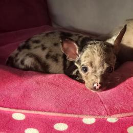 Mr grey - Merle male Chihuahua puppy in West York, Pennsylvania from Perfect Color Chihuahuas