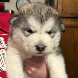 Lollipop - Gray and white female Alaskan Malamute puppy in Indianapolis, Indiana from Kasaan Alaskan Malamutes