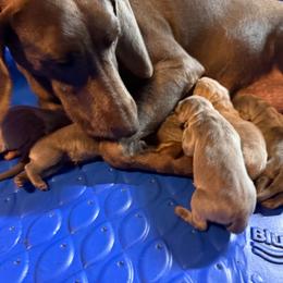Silver female - Silver gray female Weimaraner puppy in Lancaster, Kentucky from Heavy Hollow Farm