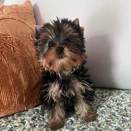 Jill - Blue and gold female Yorkshire Terrier puppy in Bowling Green, Kentucky from Stringer’s Yorkshire Terriers