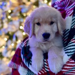 Pink girl - Golden female Golden Retriever puppy in Silver Lake, Indiana from Seven Hills Goldens