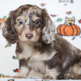 Potato - Cream male Dachshund puppy in Cottage Grove, Oregon from Hidden Hills Dalmatians