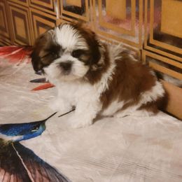 Falcon - Red and white male Shih Tzu puppy in Parma, Ohio from D's DeVine Shih-Tzu