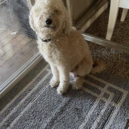Dolly - Labradoodle