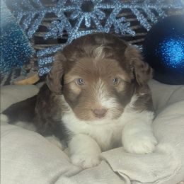 Tucker - Red male Aussiedoodle puppy in Lincoln, California from Pasta Puppies Doodles