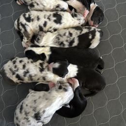 Australian Shepherd Puppies from Blue Meadow Aussies