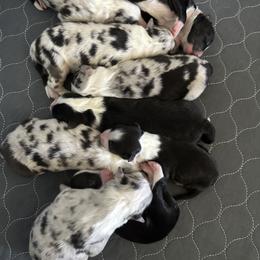 Australian Shepherd Puppies from Blue Meadow Aussies