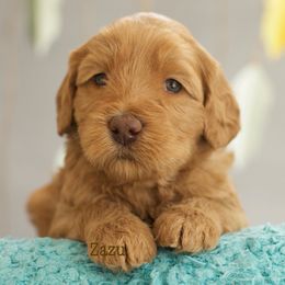 Australian Labradoodle Puppies from Mountain Sky Doodles