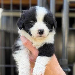 Fury - Black and white female Border Collie puppy in Kalispell, Montana from North Fork Border Collies