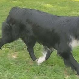 Lily - Australian Shepherd