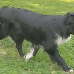 Lily - Australian Shepherd