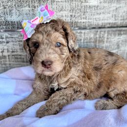 Honey Bun - Merle female Goldendoodle puppy in Mc Kinney, Texas from Flair Doodles