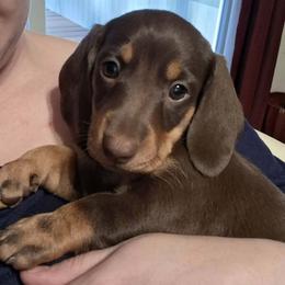 Standard Girl 1 - Chocolate and tan female Dachshund puppy in La Pine, Oregon from Lil Deschutes