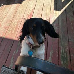 Maisie - Dachshund