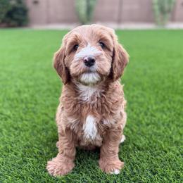 Bob - Red  male Goldendoodle puppy in Phoenix, Arizona from Doodles of the Desert