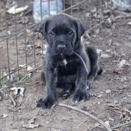 Purple Collar - Brindle female Mastiff puppy in Auburn, Kansas from Diana's Puppies