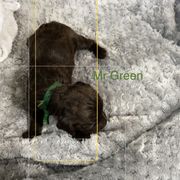 Boykin Spaniel Puppies from Taensas Boykins