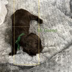 Boykin Spaniel Puppies from Taensas Boykins