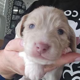 Cream piebald - Cream male Dachshund puppy in Port Charlotte, Florida from Vicki's Dachshund Crossing