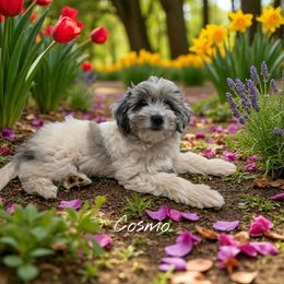Cosmo - Blue merle male Aussiedoodle puppy in Lebanon, Oregon from Abbott Family Farm