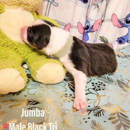 Australian Shepherd Puppies from Gordon and Sons Farms