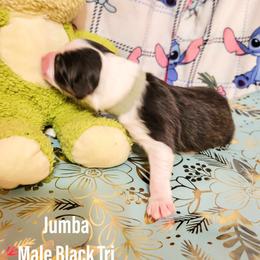 Australian Shepherd Puppies from Gordon and Sons Farms