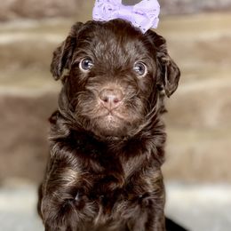 Selene - Red phantom Aussiedoodle puppy in Chattanooga, Tennessee from Remedy Ridge Aussiedoodles
