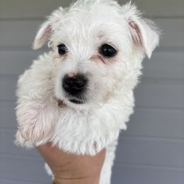 Puppy 1 - White female West Highland White Terrier puppy in Cullman, Alabama from Twin Lake Westies