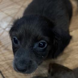 Sky - Blue and tan female Dachshund puppy in Poplarville, Mississippi from Sarah’s Darling Dachshunds