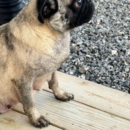 Pepper - Pug