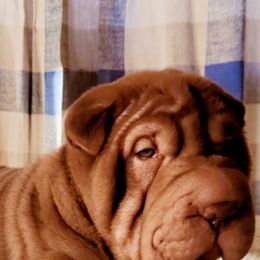 Chinese Shar-Pei Puppies from Sharpei