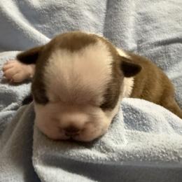 Rudolph - Red male Boston Terrier puppy in Kingsport, Tennessee from Dreamweaver Bostons