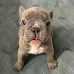 Sully - Blue male French Bulldog puppy in Franklin, Pennsylvania from Falco’s Frenchies